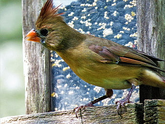 Female Northern Cardinal perched on wooden bird feeder