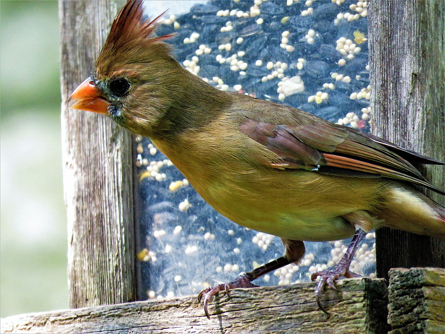Female Northern Cardinal perched on wooden bird feeder