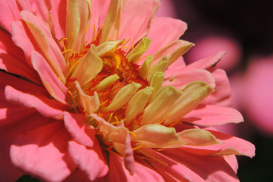 Close-up of vibrant pink zinnia flower in sunlight