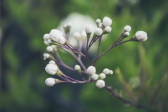 Close-up of white flower buds on purple stems