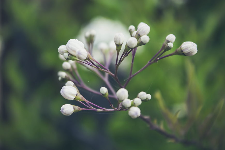 Close-up of white flower buds on purple stems