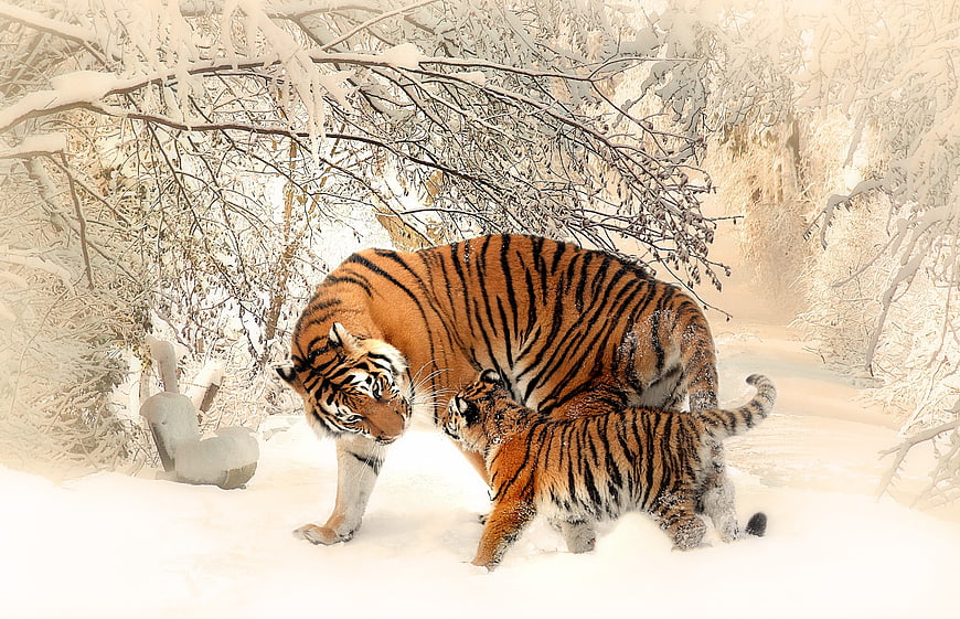 Siberian Tiger Mother and Cub Playing in Snowy Forest
