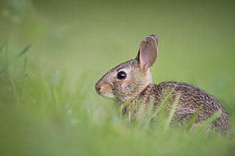 Cute wild rabbit sitting in green grass field