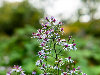 Purple and White Aster Flowers in Natural Garden Setting