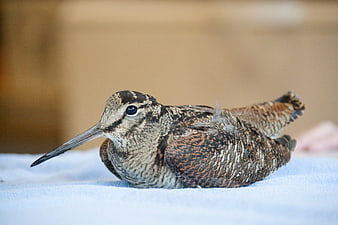 Close-up of a Eurasian Woodcock on a Blue Towel