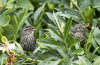 Red-winged Blackbird perched on green leaves in garden