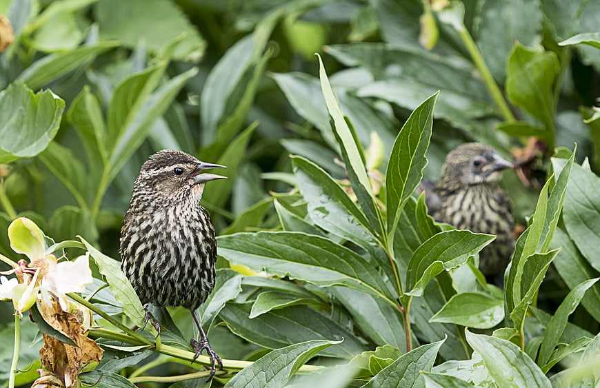 Red-winged Blackbird perched on green leaves in garden