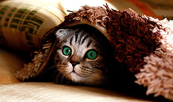 Cute Tabby Cat Hiding Under Brown Fleece Blanket