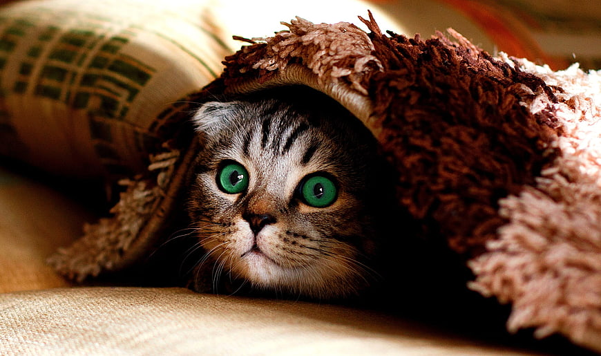 Cute Tabby Cat Hiding Under Brown Fleece Blanket