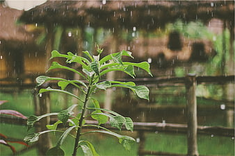 Green Plant in Rain with Blurred Wooden Hut Background