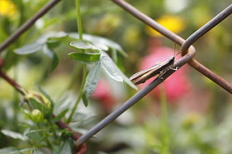 Close-up of a grasshopper on a rusty wire fence