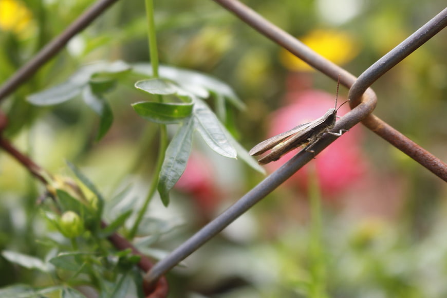 Close-up of a grasshopper on a rusty wire fence
