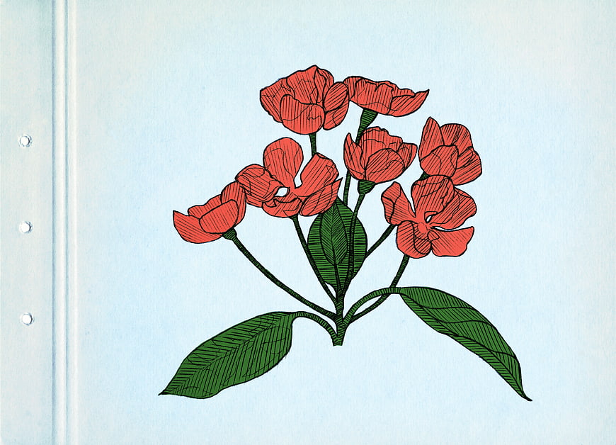 Vintage red flower illustration on blue paper