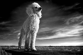 Black and white poodle standing on wooden platform outdoors