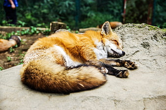 Red Fox Sleeping Peacefully on a Rock