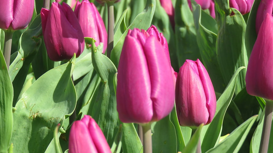Vibrant Pink Tulips in Full Bloom with Green Leaves