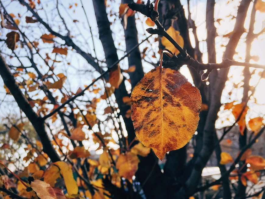 Close-up of backlit yellow autumn leaf on tree branch
