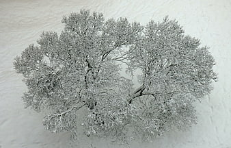 Aerial view of snow-covered tree in winter landscape