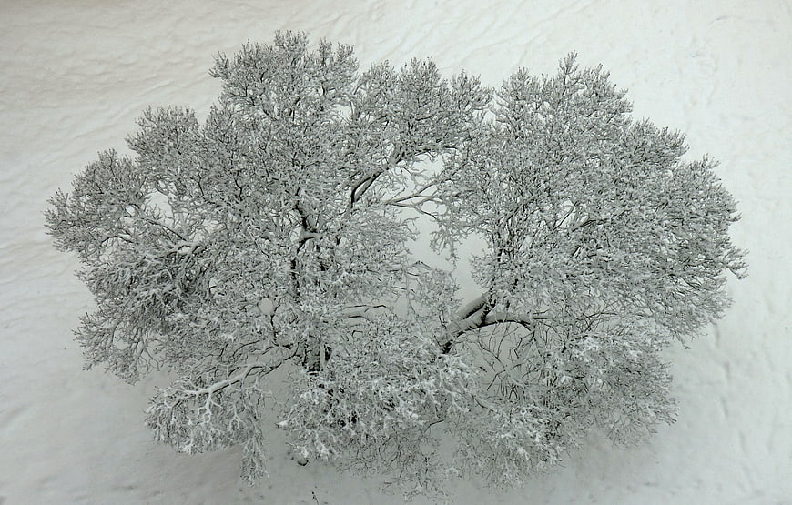 Aerial view of snow-covered tree in winter landscape