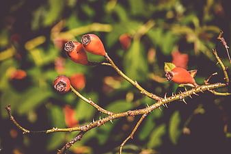 Close-up of orange rose hips on a thorny branch with green background