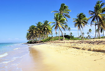 Tropical Beach Landscape With Palm Trees And Ocean Waves