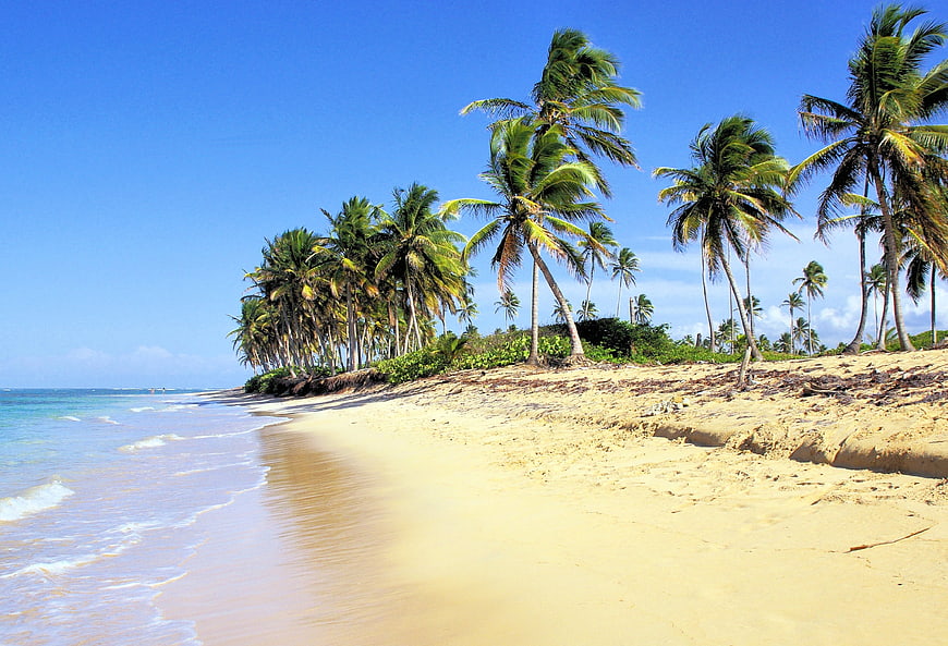Tropical Beach Landscape With Palm Trees And Ocean Waves