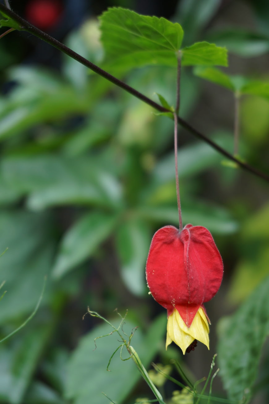 Red Lantern Flower Hanging in Garden