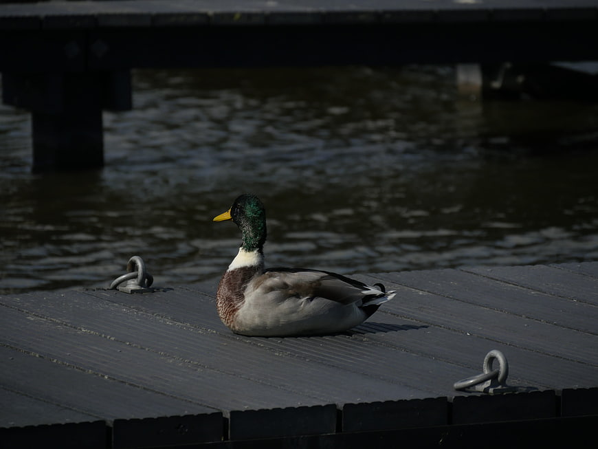 Male Mallard Duck Resting on Wooden Dock