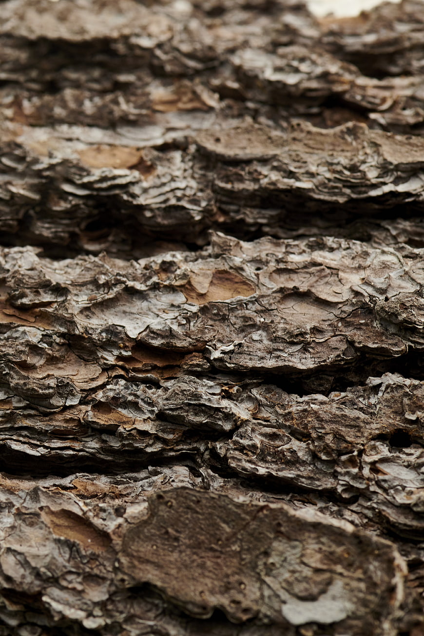 Close-up of rough weathered tree bark texture