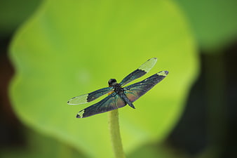 Black Dragonfly with Green Wing Tips on Lotus Stem