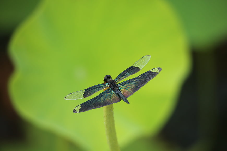 Black Dragonfly with Green Wing Tips on Lotus Stem