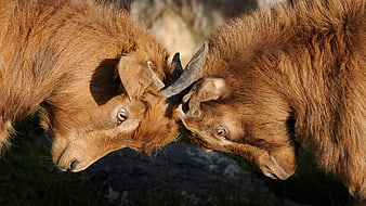 Two brown goats locking horns in a close-up confrontation