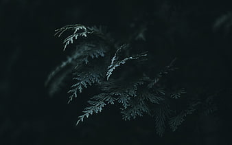 Dark Moody Fern Leaf Macro Photography