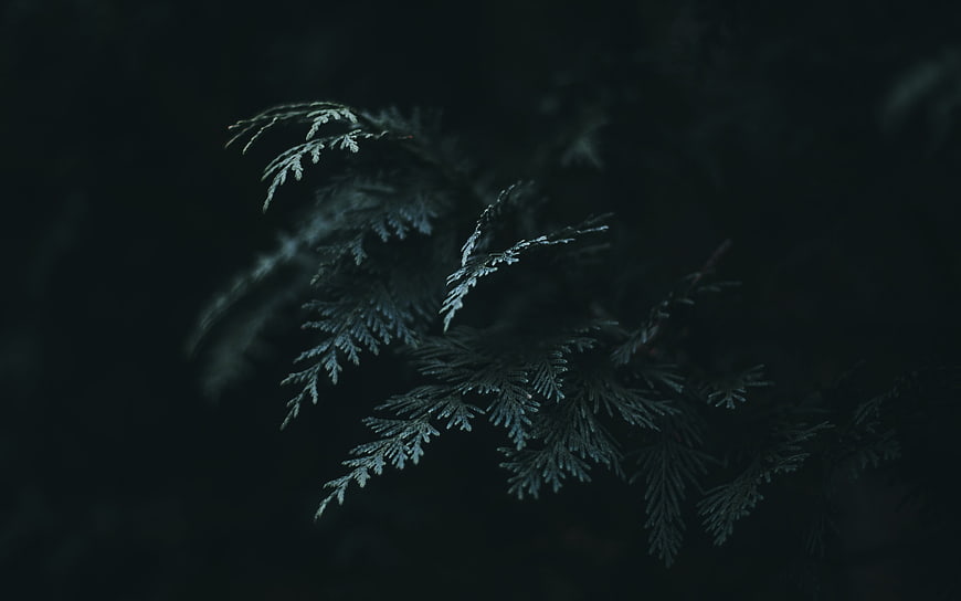 Dark Moody Fern Leaf Macro Photography