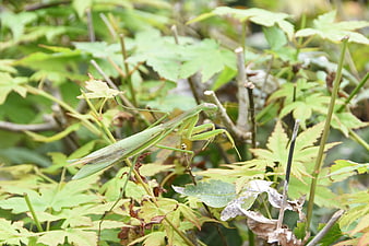 Green Praying Mantis Camouflaged on Maple Leaves
