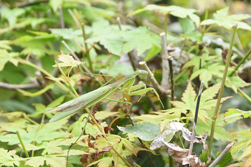 Green Praying Mantis Camouflaged on Maple Leaves