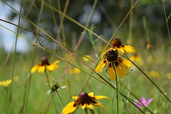 Yellow Black-Eyed Susans Blooming in a Summer Meadow