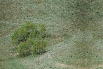 Aerial view of birch trees on a grassy hillside