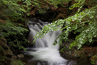Serene Forest Waterfall with Lush Green Foliage