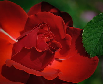 Close-up of a vibrant red rose with green leaf