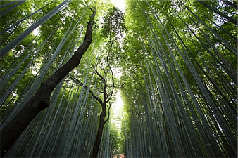 Low angle view of towering bamboo forest canopy