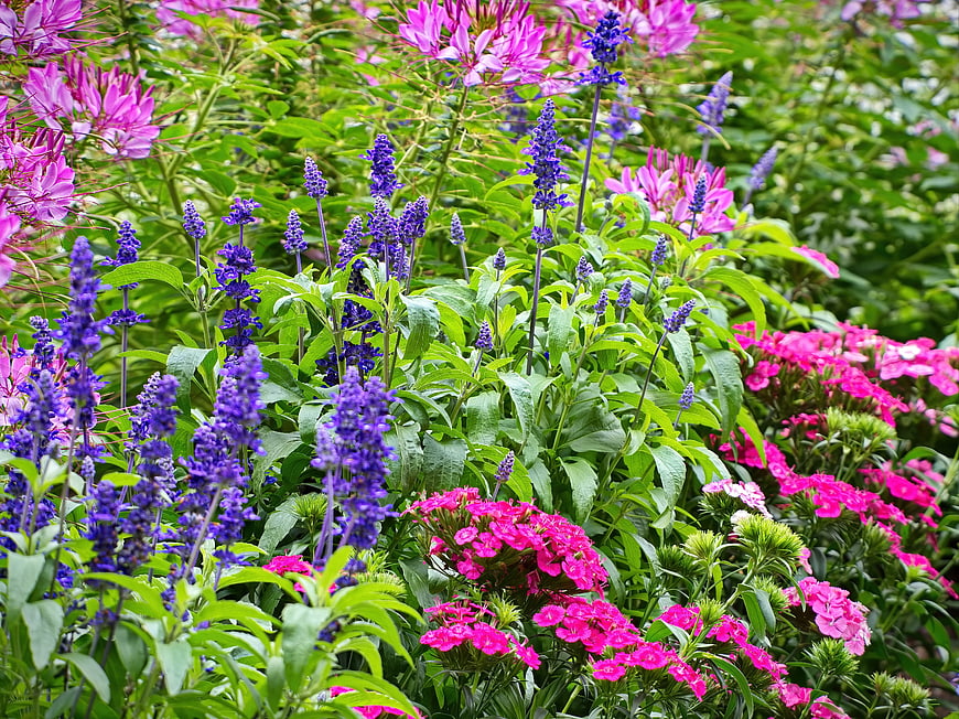Vibrant purple salvia and pink phlox flowers in lush garden