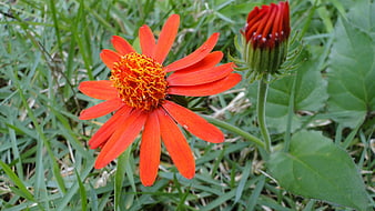 Vibrant Orange Tithonia Flower and Bud in Green Grass