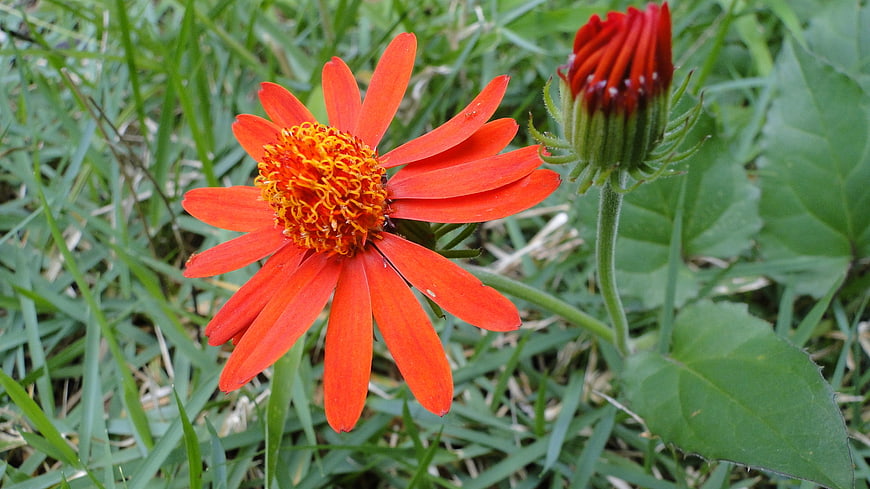 Vibrant Orange Tithonia Flower and Bud in Green Grass