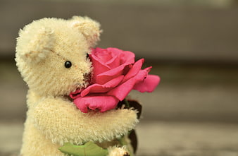 Cute vintage teddy bear holding a pink rose