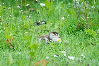 Cute duckling sleeping in green grass with wildflowers