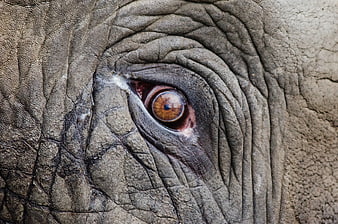 Close-up of an elephant eye with wrinkled skin texture