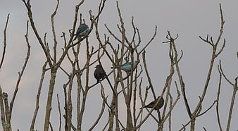 Wild birds perched on bare tree branches against gray sky
