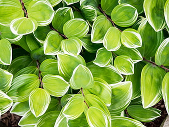 Close-up of Variegated Green and White Leaves