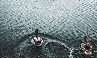 Two ducks swimming in dark rippled water from above